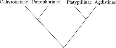Cladogram Pterophoridae